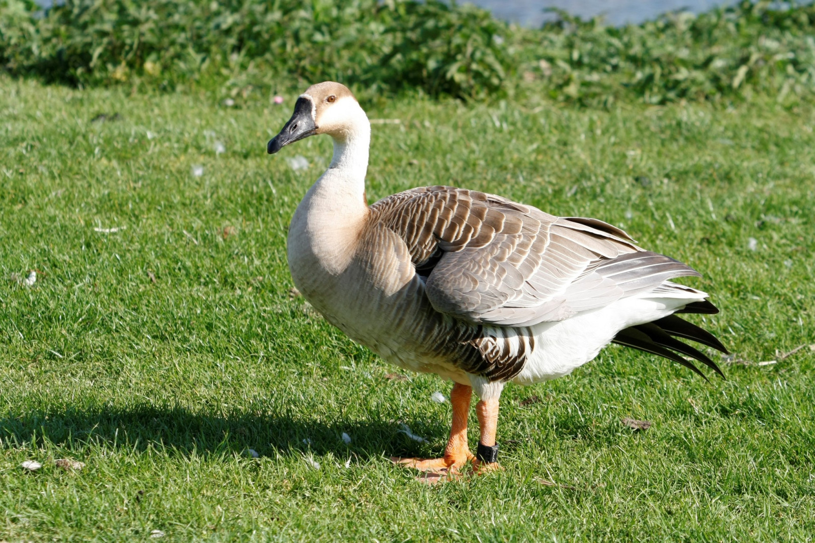 image Swan Goose